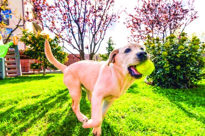 article image - dogs in yard